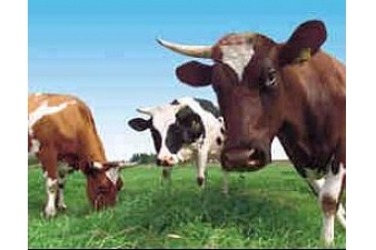 Obrázok pre Sada na elektrický ohradník pre dospelý hovädzí dobytok (hovädzí dobytok) 2000 m