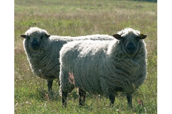 Obrázok pre Sada na elektrický ohradník pre ovce 500 m