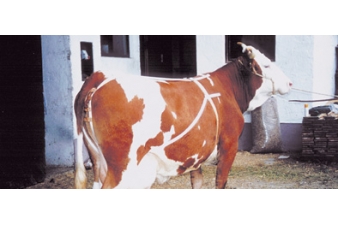 Obrázok pre Bandáž nylonová proti výstupku maternice kráv