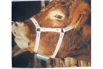 Obrázok pre Býčie ohlávka kožená pre značenie kráv v ruji