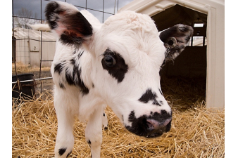 Obrázok pre Telfid® UNI sušené mléko pro telata nad 1 měsíc kompletní mléčná krmná směs 25 kg