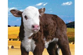 Obrázok pre Telfid® Grand A sušené mléko pro telata do 1 měsíce kompletní mléčná krmná směs 25 kg