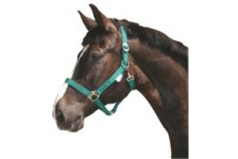 Obrázok pre Ohlávka pre kone nylonová s bandážou farba zelená veľkosť 3