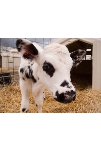 Obrázok pre Telfid® Finish BB kompletná náhradka mléka pro teliat 25 kg