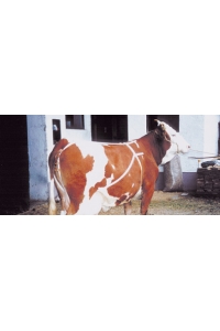 Obrázok pre Bandáž nylonová proti výstupku maternice kráv