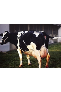 Obrázok pre Bandáž kožená ROBUS proti výstupku maternice kráv