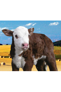 Obrázok pre Telfid® Grand A sušené mléko pro telata do 1 měsíce kompletní mléčná krmná směs 25 kg