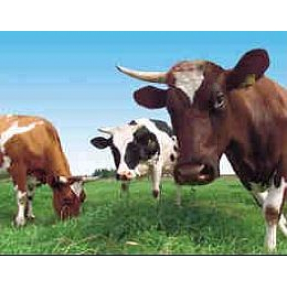 Obrázok pre Sada na elektrický ohradník pre dospelý hovädzí dobytok (hovädzí dobytok) 2000 m