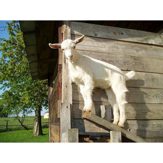 Obrázok pre Sada na elektrický ohradník pre kozy 500 ms špagátom