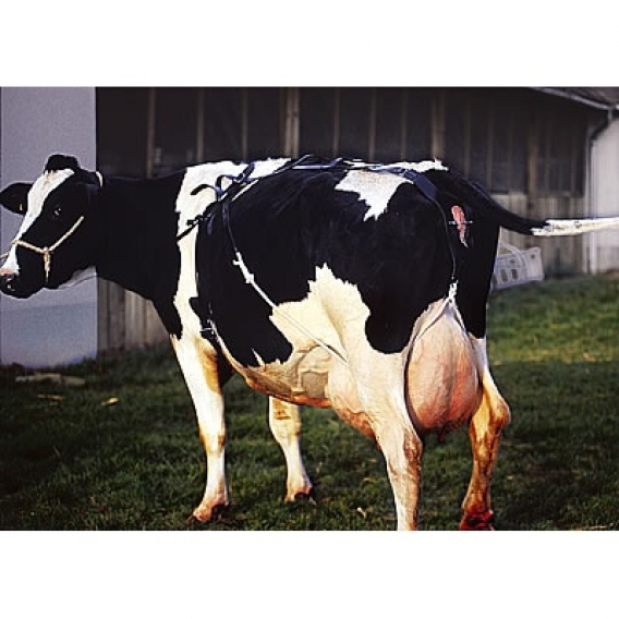 Obrázok pre Bandáž kožená ROBUS proti výstupku maternice kráv