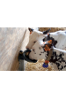 Obrázok pre Misková kolíková litinová napáječka La GÉE Polyfirst PF1 pro mladé ovce, kozy a telata