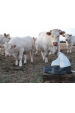 Obrázok pre Pasienkové pumpa La Gee Polypump Bowl pre hovädzí dobytok a kone s napájací miskou pre mláďatá