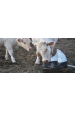 Obrázok pre Pasienkové pumpa La Gee Polypump Bowl pre hovädzí dobytok a kone s napájací miskou pre mláďatá