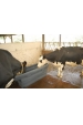Obrázok pre Plastový napájací žľab pre hovädzí dobytok, kone, ovce, kozy La Gee Polybac 300 S bez rámu